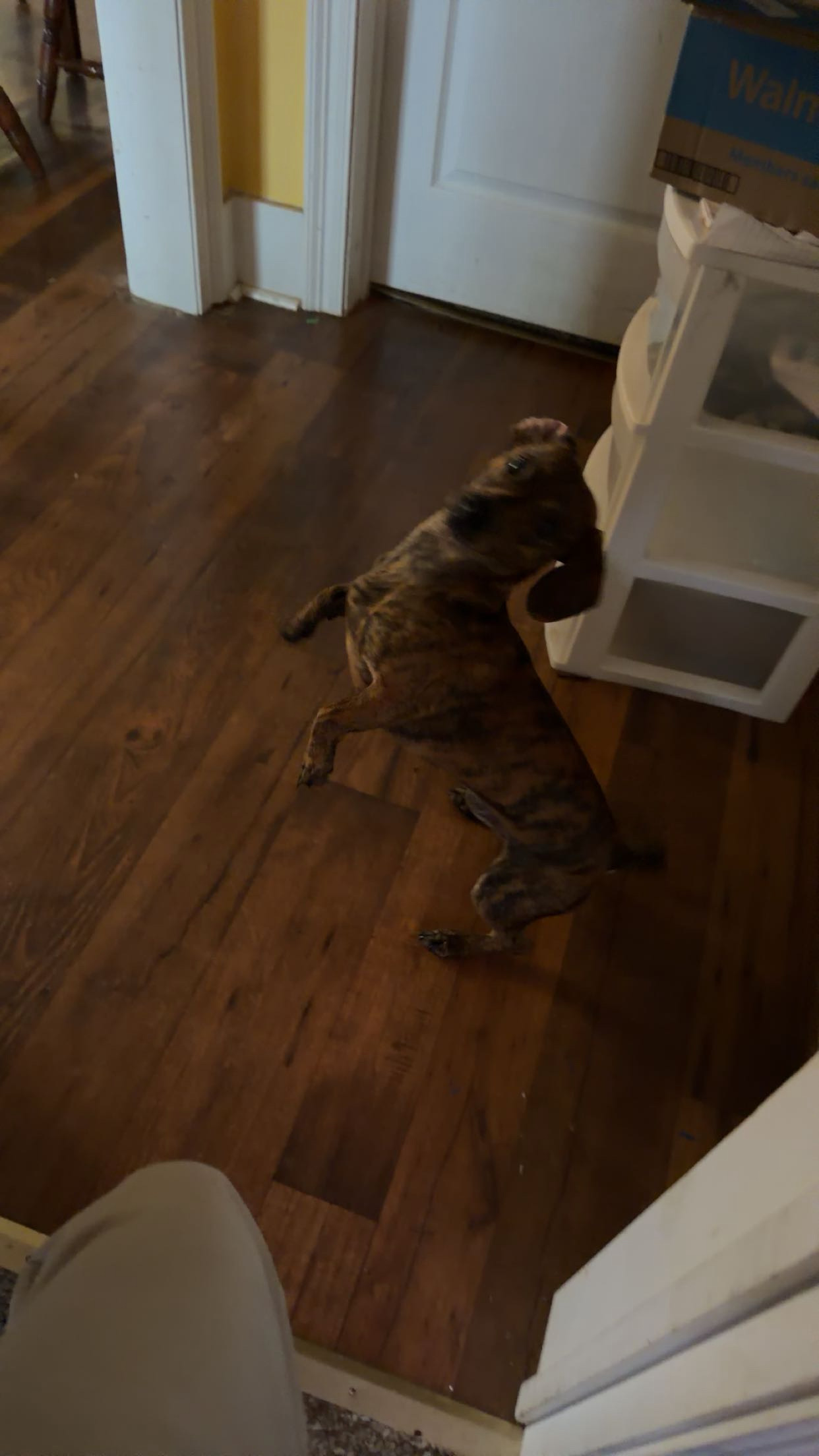 Rocky the dachshund posing with lots of energy