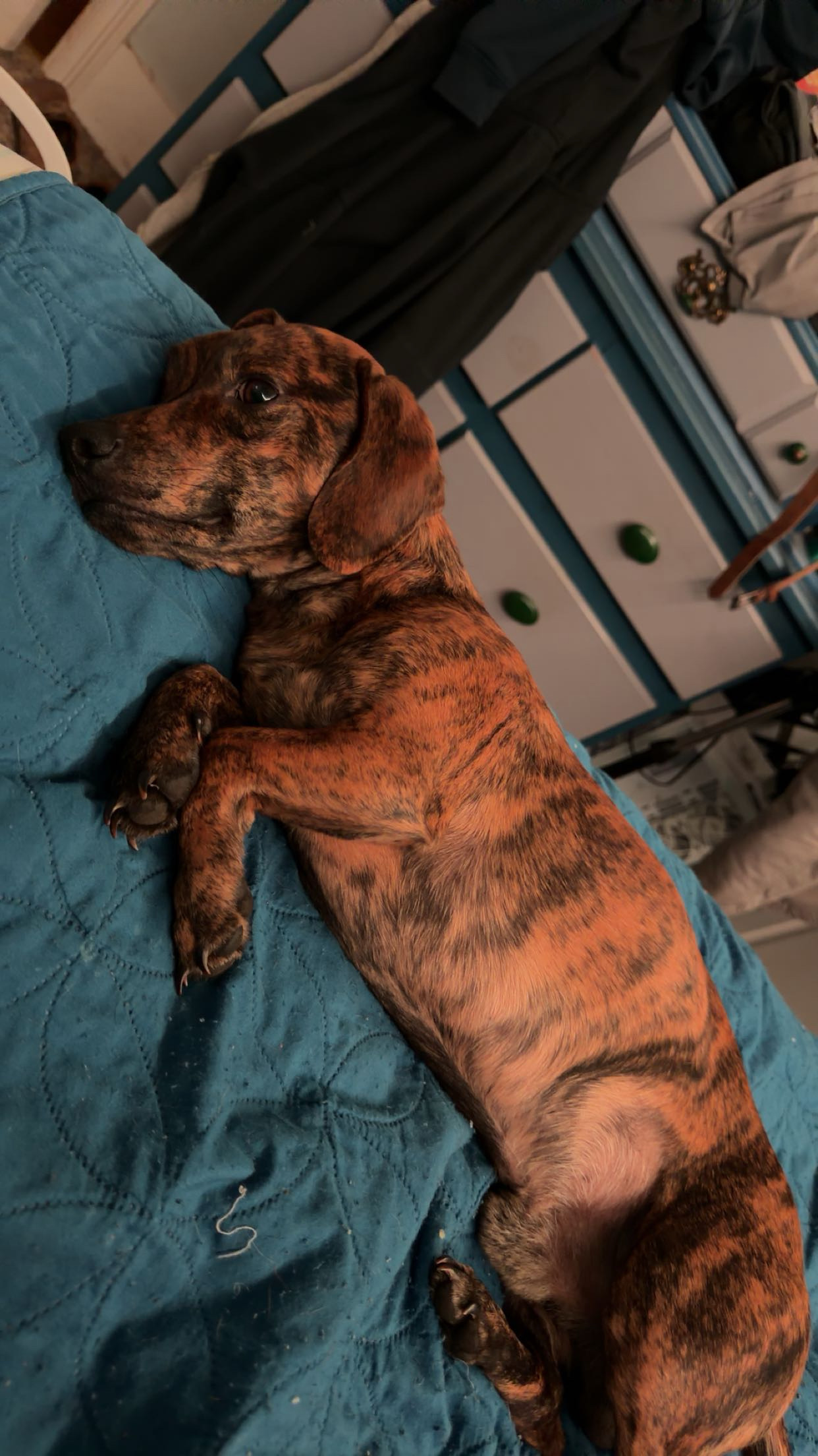 Rocky the dachshund resting after playing